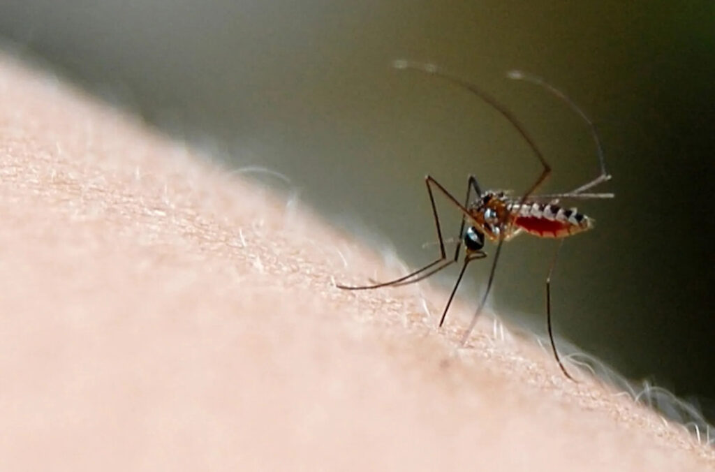 dengue